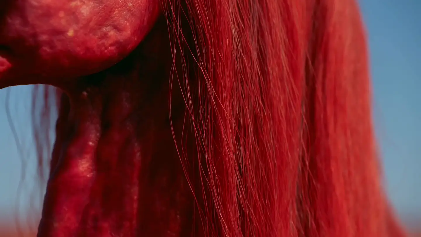 Frame 6 of 6 from Croco Monsieur, Anima Studios